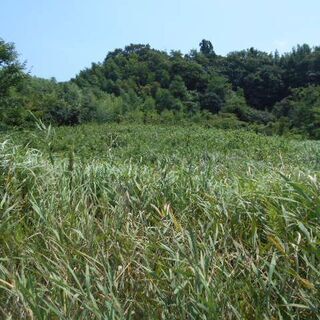 山林（地目）二ヵ所処分売ります。 - 香取郡