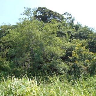 山林（地目）二ヵ所処分売ります。 − 千葉県