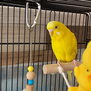 セキセイインコ 3羽