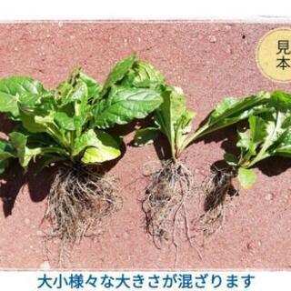 【 アジュガ(ピンク色) の抜き苗 ☘️2芽=100円】複数苗可　★耐寒性多年草の画像