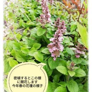 【 アジュガ(ピンク色) の抜き苗 ☘️2芽=100円】複数苗可...