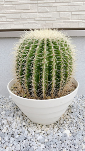 金シャチ サボテン 売ります★30年物