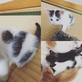 子猫里親募集