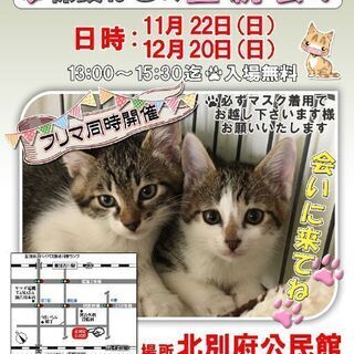 保護ねこの譲渡会in加古川　12/20(日)