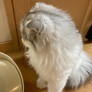 生後6ヶ月の猫ちゃんの里親さん募集です。