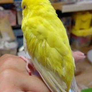 セキセイインコ探してます