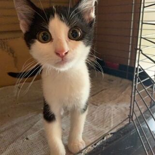 子猫生後７ヵ月　オス２匹　