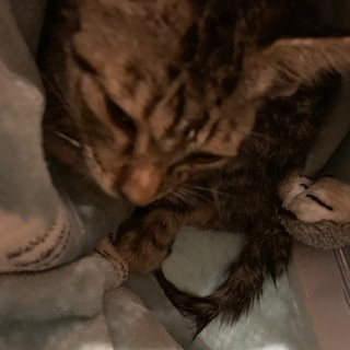 緊急保護※甘えん坊の子猫ちゃんです