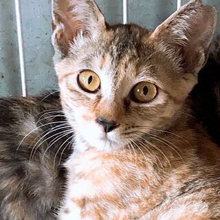 子猫生後７ヵ月　３匹ともメス