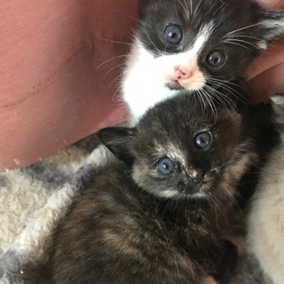 【❗新規問い合わせ一時中止してます❗⠀】🐱生後１ヶ月くらいの子猫です🐱