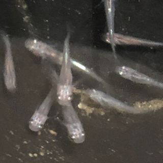 黒カブキメダカの幼魚