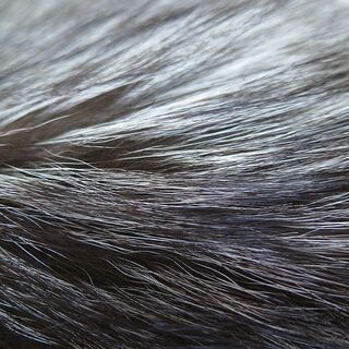 中古　SAGA　フォックスショール　茶系　成人式　（004rmj）の画像