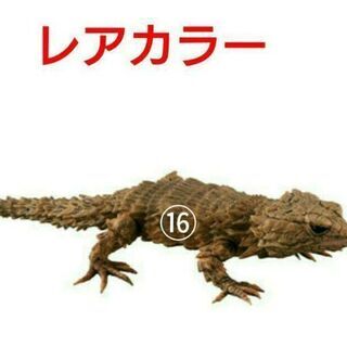 ガチャガチャ　アルマジロオオトカゲ