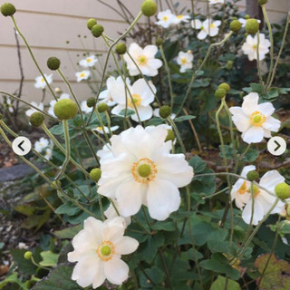 わけてください！秋明菊　シュウメイギク　白いお花