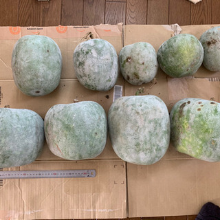 長生農家で収穫した【訳あり】冬瓜(とうがん)バラ売りまたはセット...