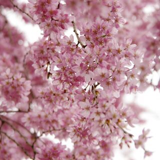 着物を着て遊びに行ける友人が欲しいです♪