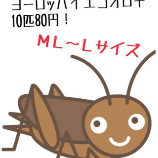 値下げ！ヨーロッパイエコオロギ ML〜Lサイズ10匹80円