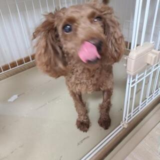 【譲渡完了】たくさんのコメントありがとうございます。この後1件1...