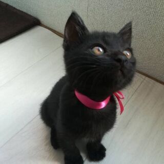 生後2ヶ月頃の黒猫