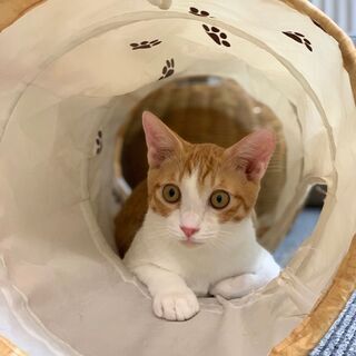 一緒に猫カフェを作っていきませんか？(^^♪