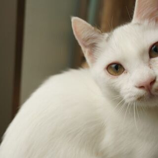 一緒に猫カフェを作っていきませんか？(^^♪の画像