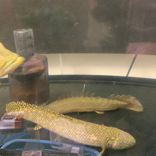 古代魚・大型魚・お安くどうぞ　※価格一部変更