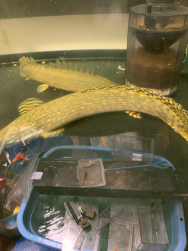 古代魚・大型魚・お安くどうぞ　※価格一部変更