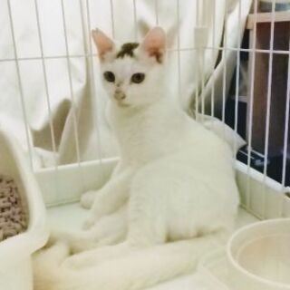 生後6ヶ月の活発な甘えた王子