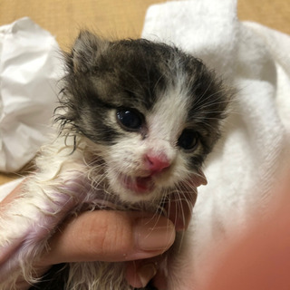 子猫　里親募集！