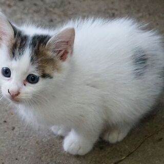 【お話し中。。。一時募集中止】子猫1ヶ月半★3匹★オスメスいます