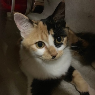 人懐っこい三毛猫のメスを保護しました