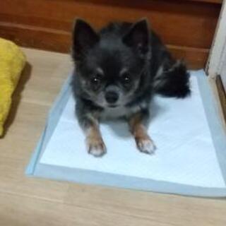 10歳のチワワ。募集再開します。