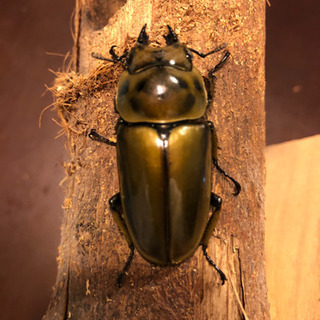 ババオウゴンオニクワガタ  新成虫　♀ 8月羽化　即ブリ可