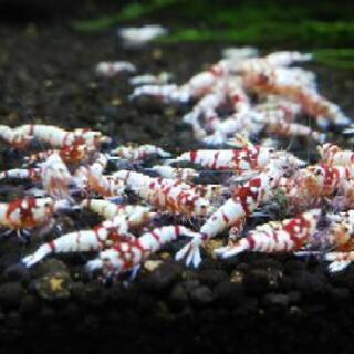 レッドファンシータイガーシュリンプ10匹🦐