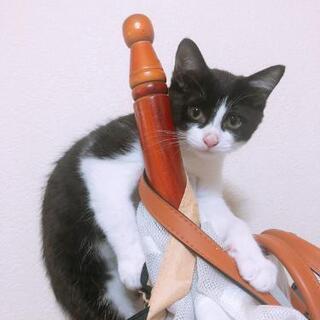猫がいなくなりました。