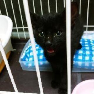 【里親決定】生後３～４週間の子猫(オス)離乳済