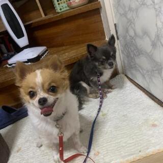 10歳のチワワ。募集再開します。 - 犬