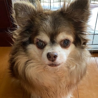 ９歳のチワワです🐶