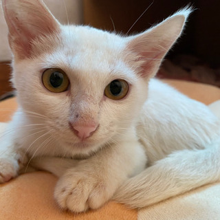白のオス猫ちゃんを飼ってくれる方募集