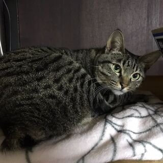 迷子の猫を探しています