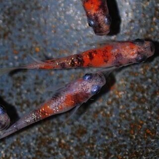 綺麗な三色ラメメダカの稚魚.～幼魚.2の画像