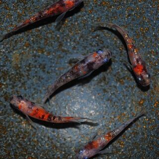 綺麗な三色ラメメダカの稚魚.～幼魚.2の画像