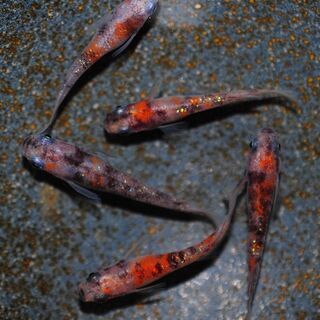 綺麗な三色ラメメダカの稚魚.～幼魚.2の画像