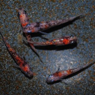 綺麗な三色ラメメダカの稚魚.～幼魚.2の画像