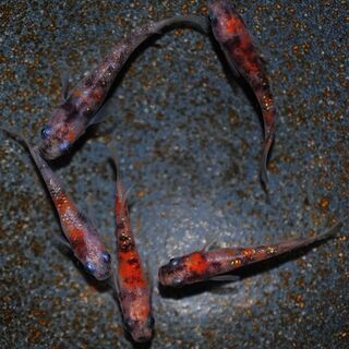 綺麗な三色ラメメダカの稚魚.～幼魚.2の画像