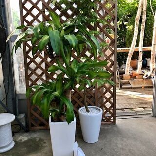 スタイリッシュな観葉植物2点セット 現品処分品