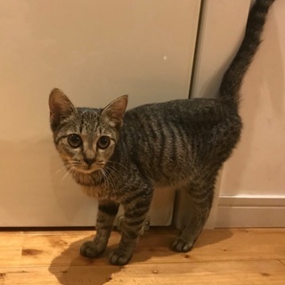 子猫（トラちゃん）里親募集