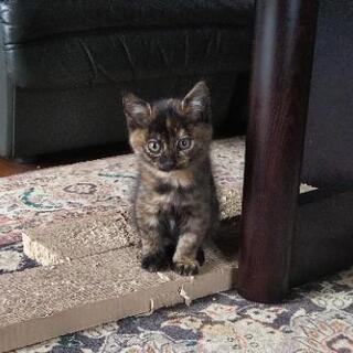 ☆10月17日、追記あり☆生後約２ヶ月の子猫ちゃん