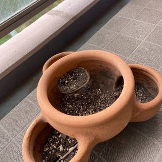 0円！いちごポット　植木鉢