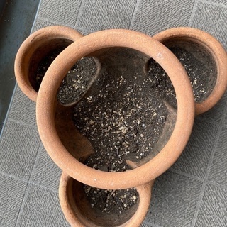 0円！いちごポット　植木鉢の画像